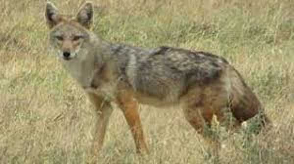 सियार के हमले से मासूम सहित दो घायल